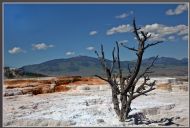Lone tree
